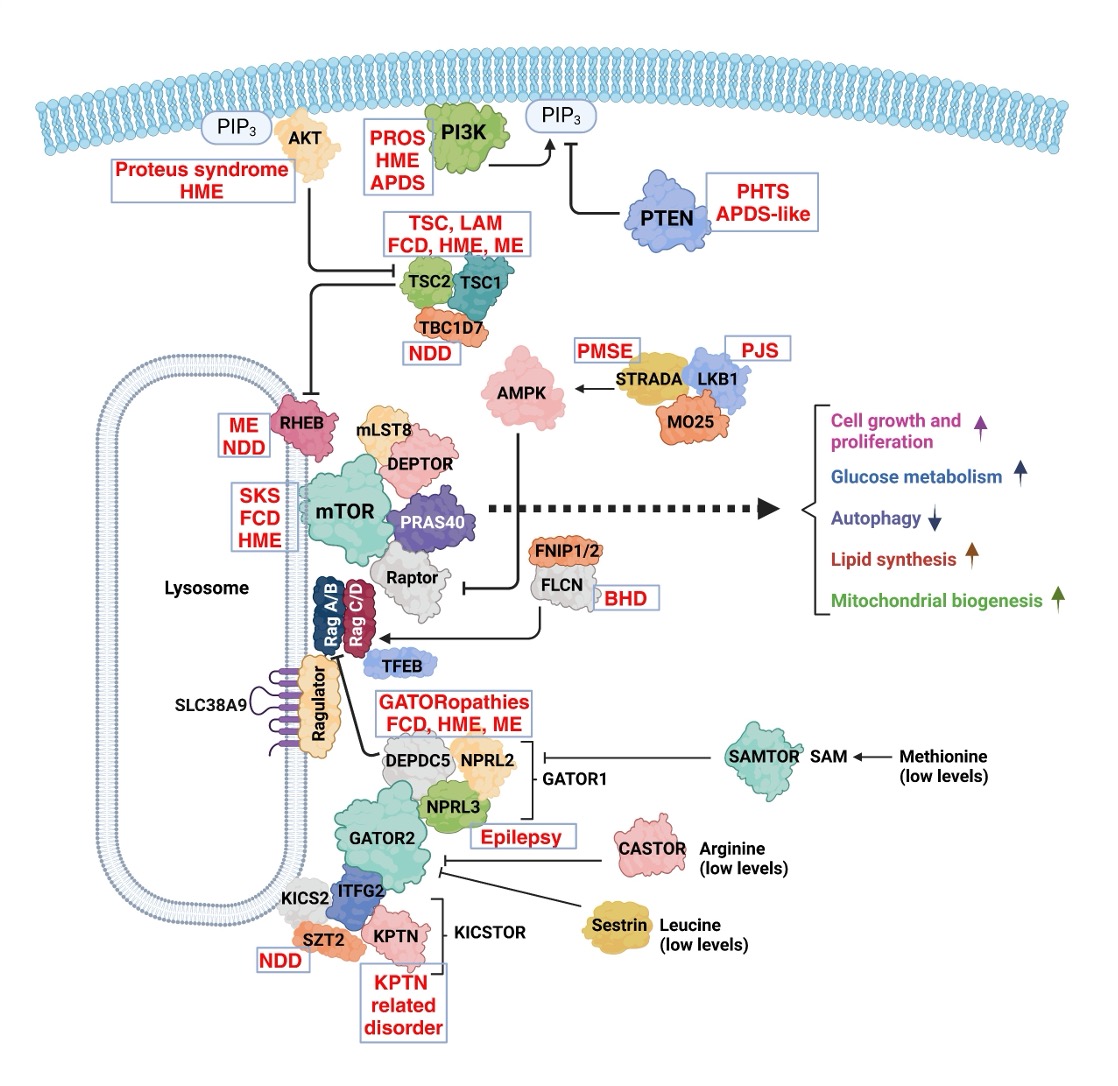 PhosphoTargets - an interactive quantitative map of the proteome and ...